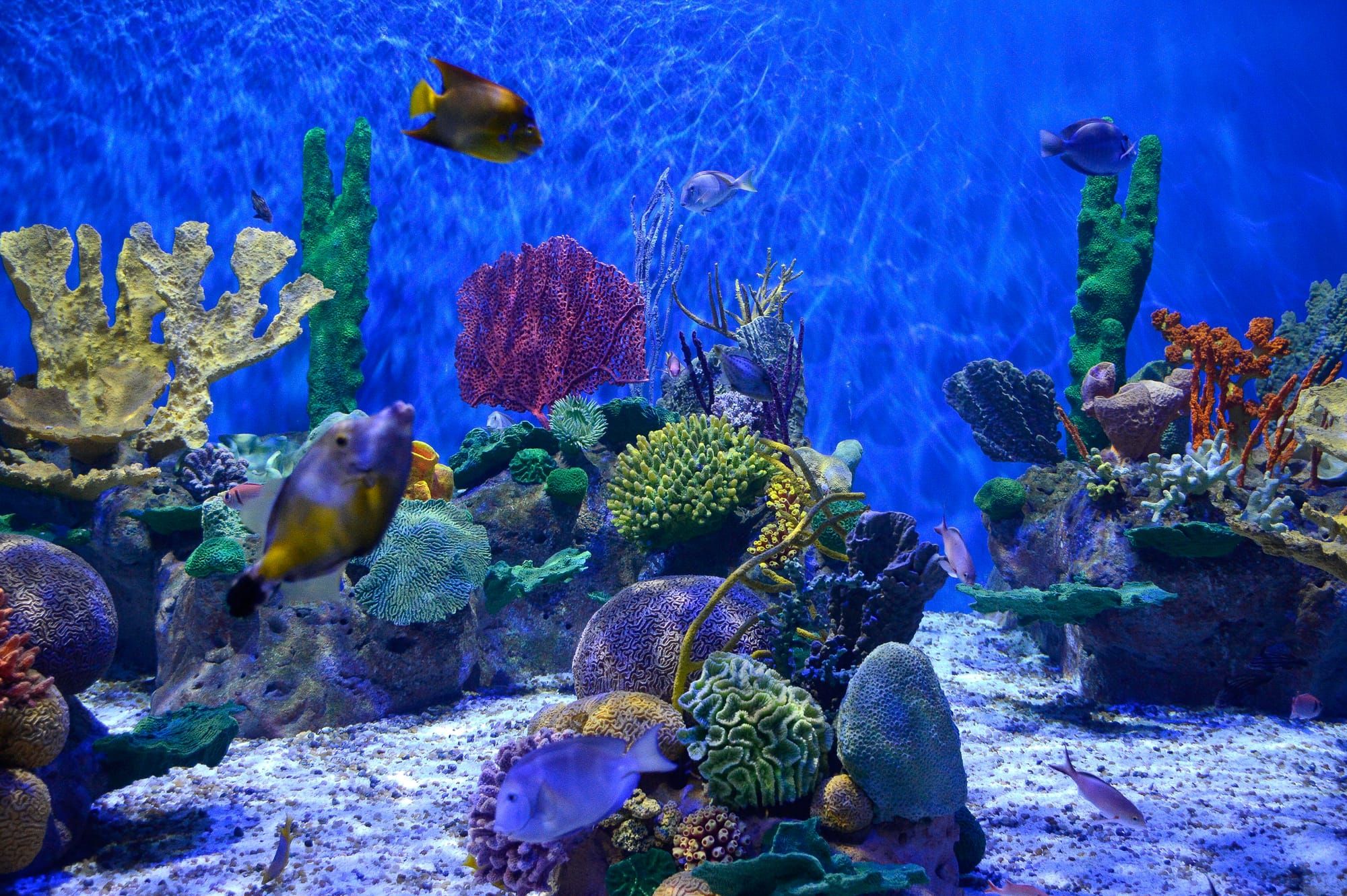 AquaRio, el Acuario Marino de Río