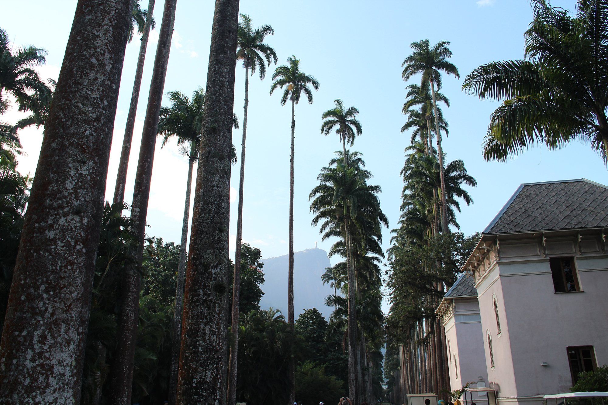 Forest and hikes · Rio de Janeiro photo album